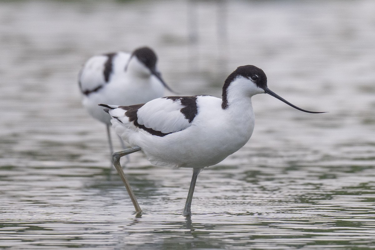 Abozeta kaskabeltza - ML652509222