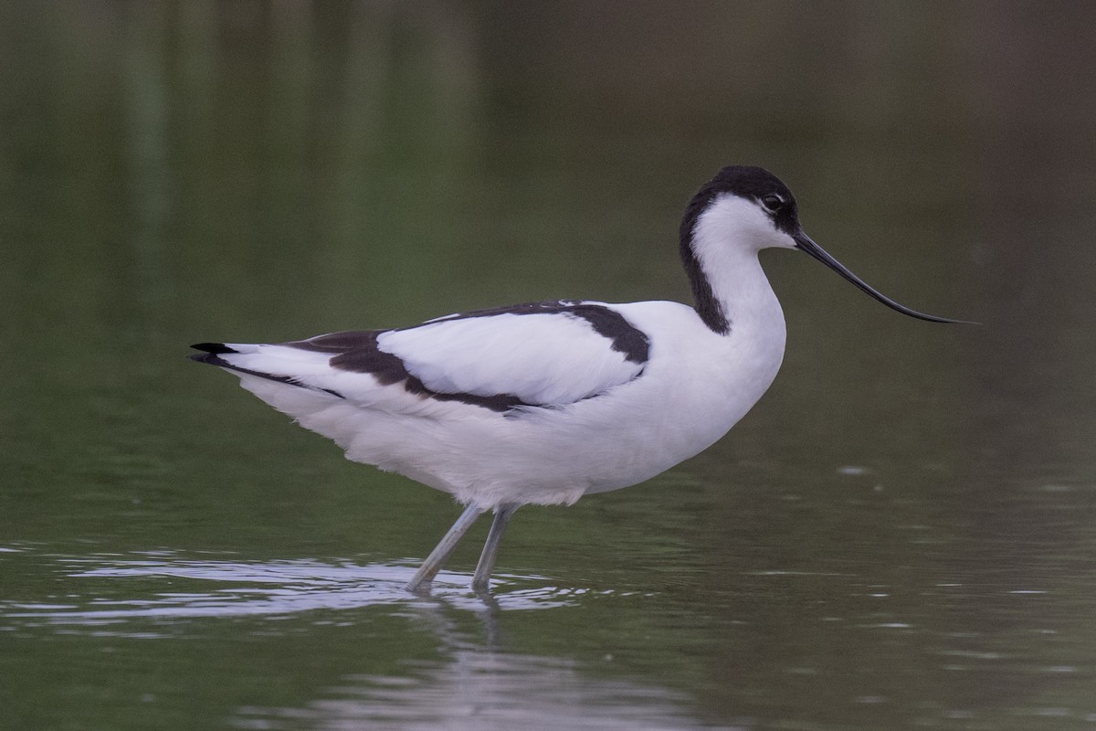 Abozeta kaskabeltza - ML652509223