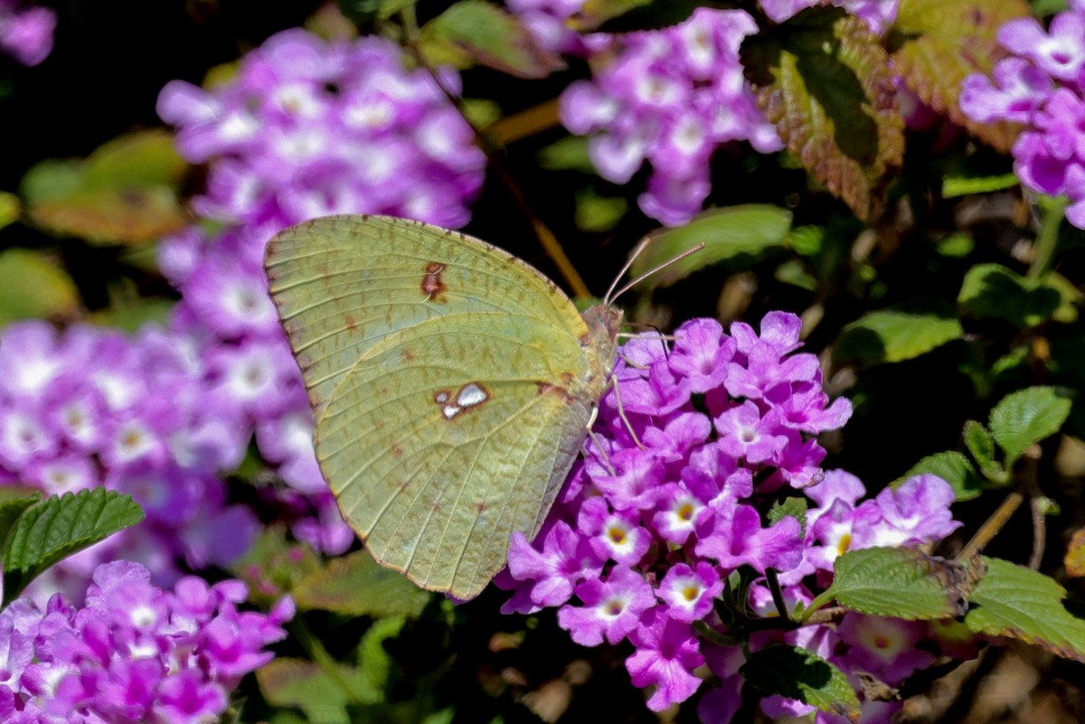 Mottled Emigrant - ML652509278