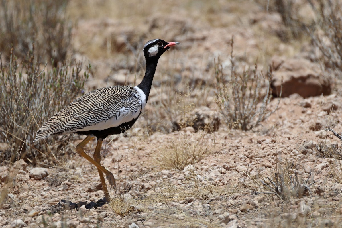 White-quilled Bustard - ML652509406