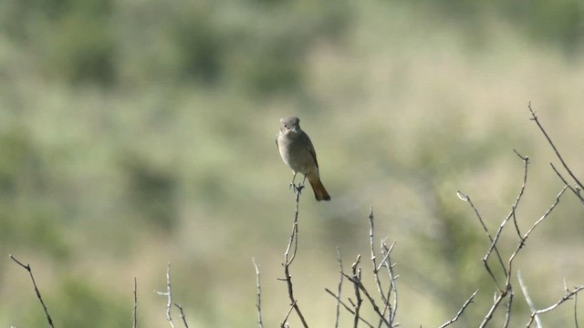 skalníček šedohnědý - ML652509484