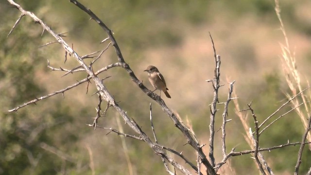 skalníček šedohnědý - ML652509489