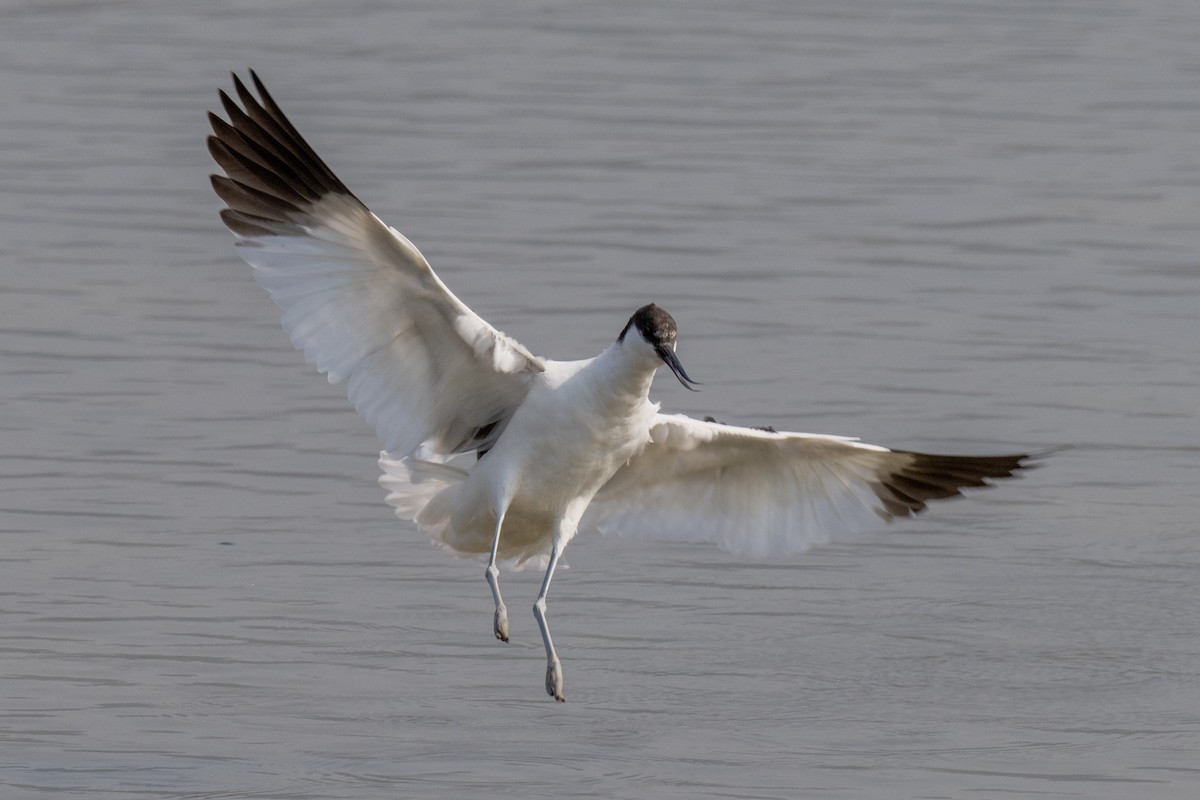 Abozeta kaskabeltza - ML652509584