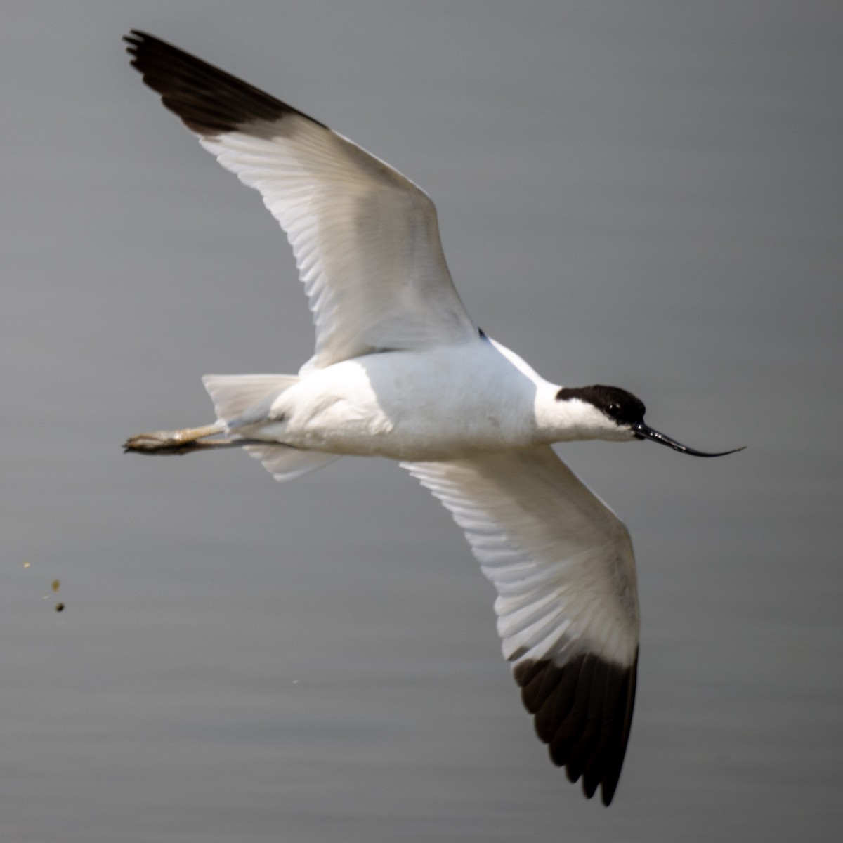 Abozeta kaskabeltza - ML652509585