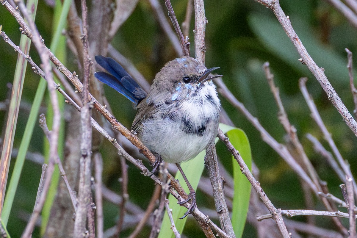 Superb Fairywren - ML652509705