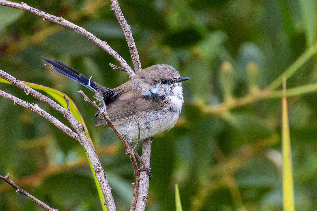 Superb Fairywren - ML652509706