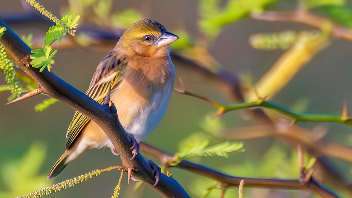 Lesser Masked-Weaver - ML652509709