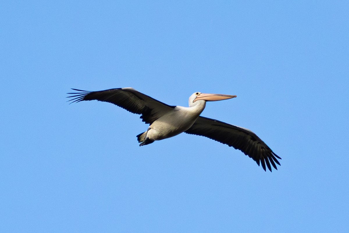 Australian Pelican - ML652509713