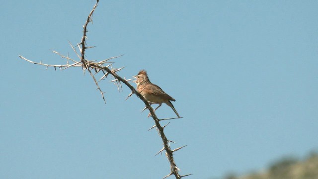 Rufous-naped Lark - ML652509746