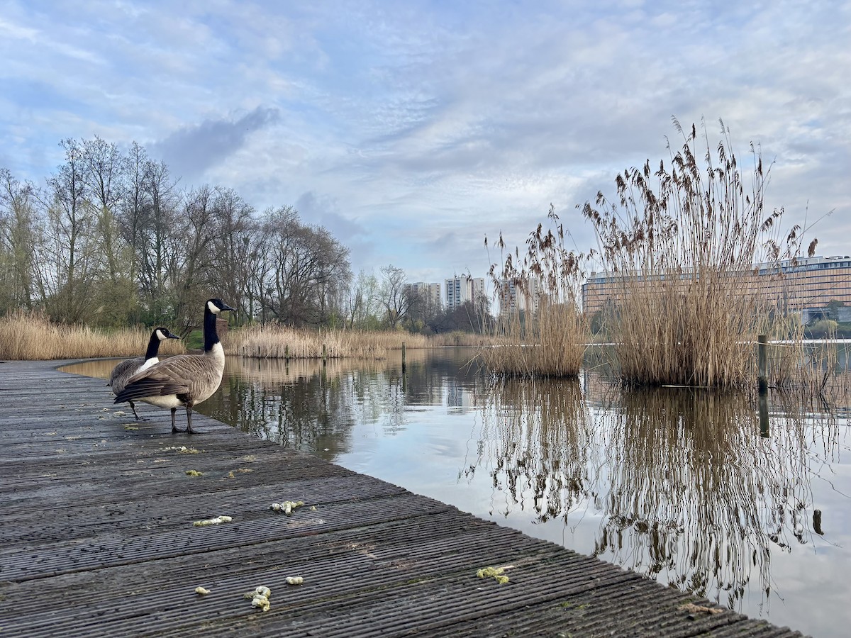 Канадская казарка - ML652509809