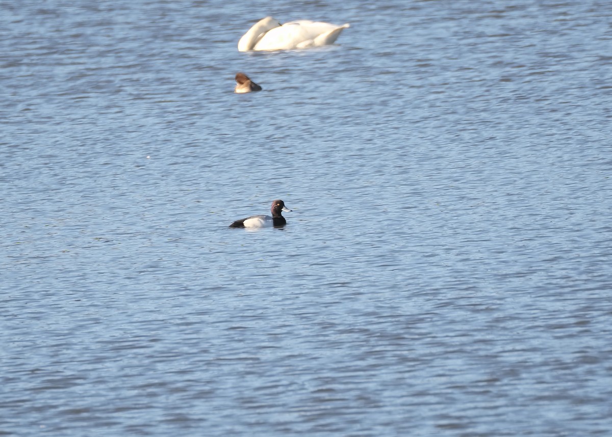 Lesser Scaup - ML652509816