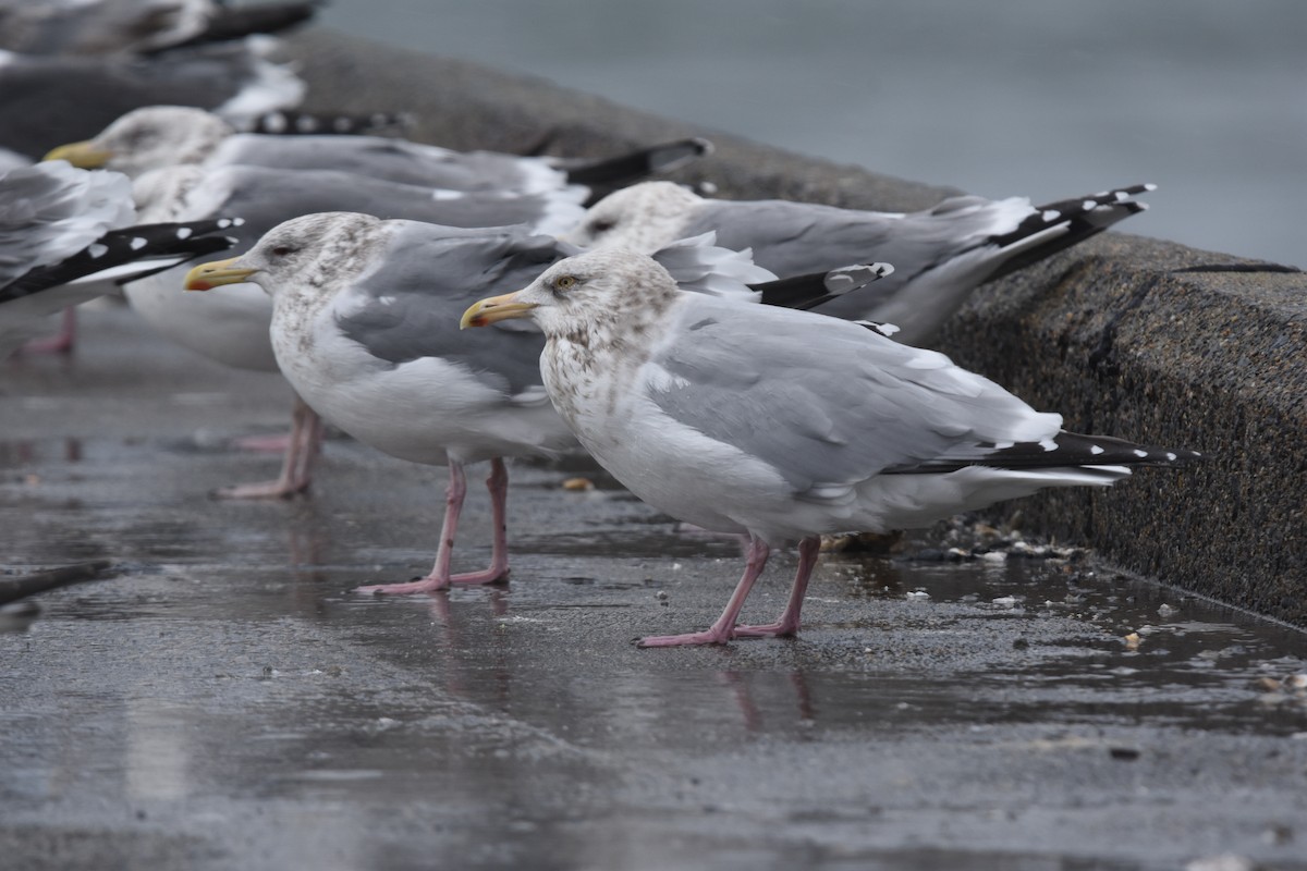 American Herring Gull - ML652509907