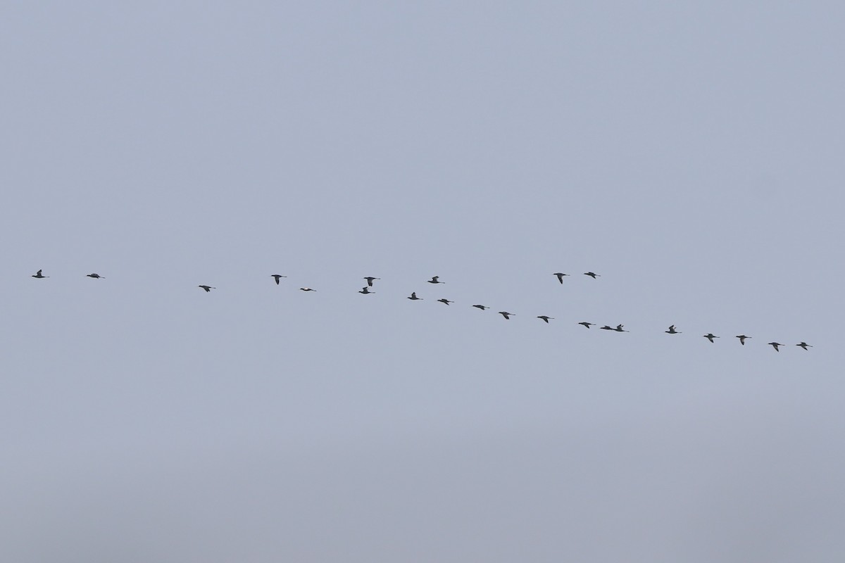 Abozeta kaskabeltza - ML652509918