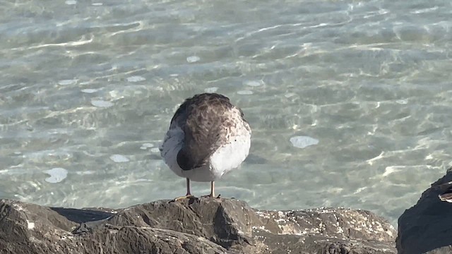 Purple Sandpiper - ML652510079