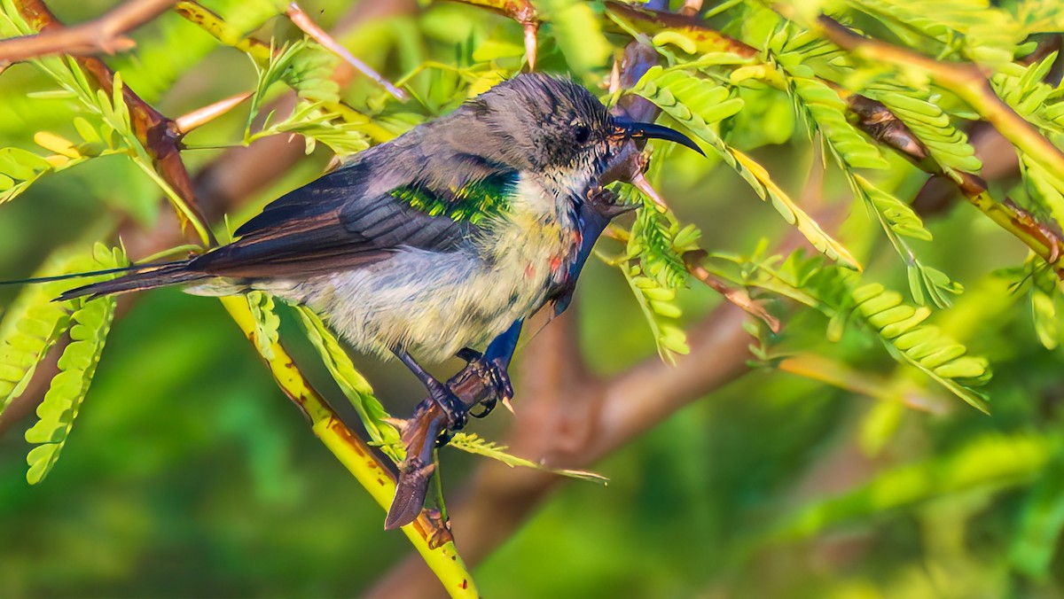 Beautiful Sunbird - ML652510110