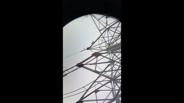 Peregrine Falcon - ML652510148