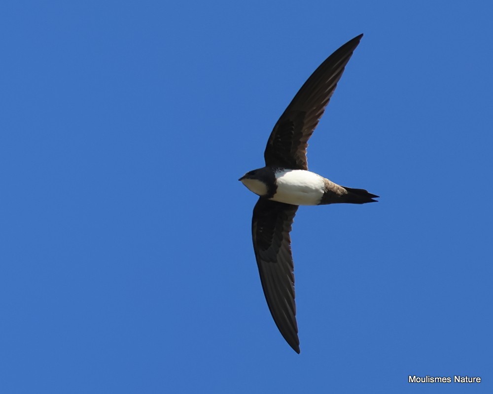 Alpine Swift - ML652510231