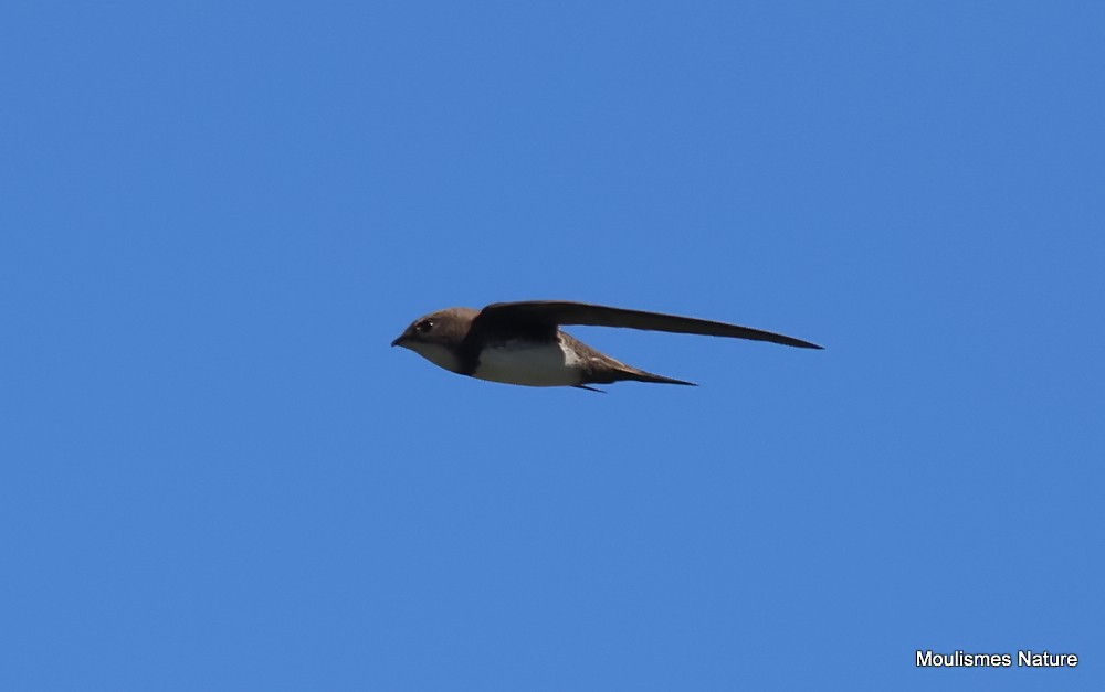 Alpine Swift - ML652510232
