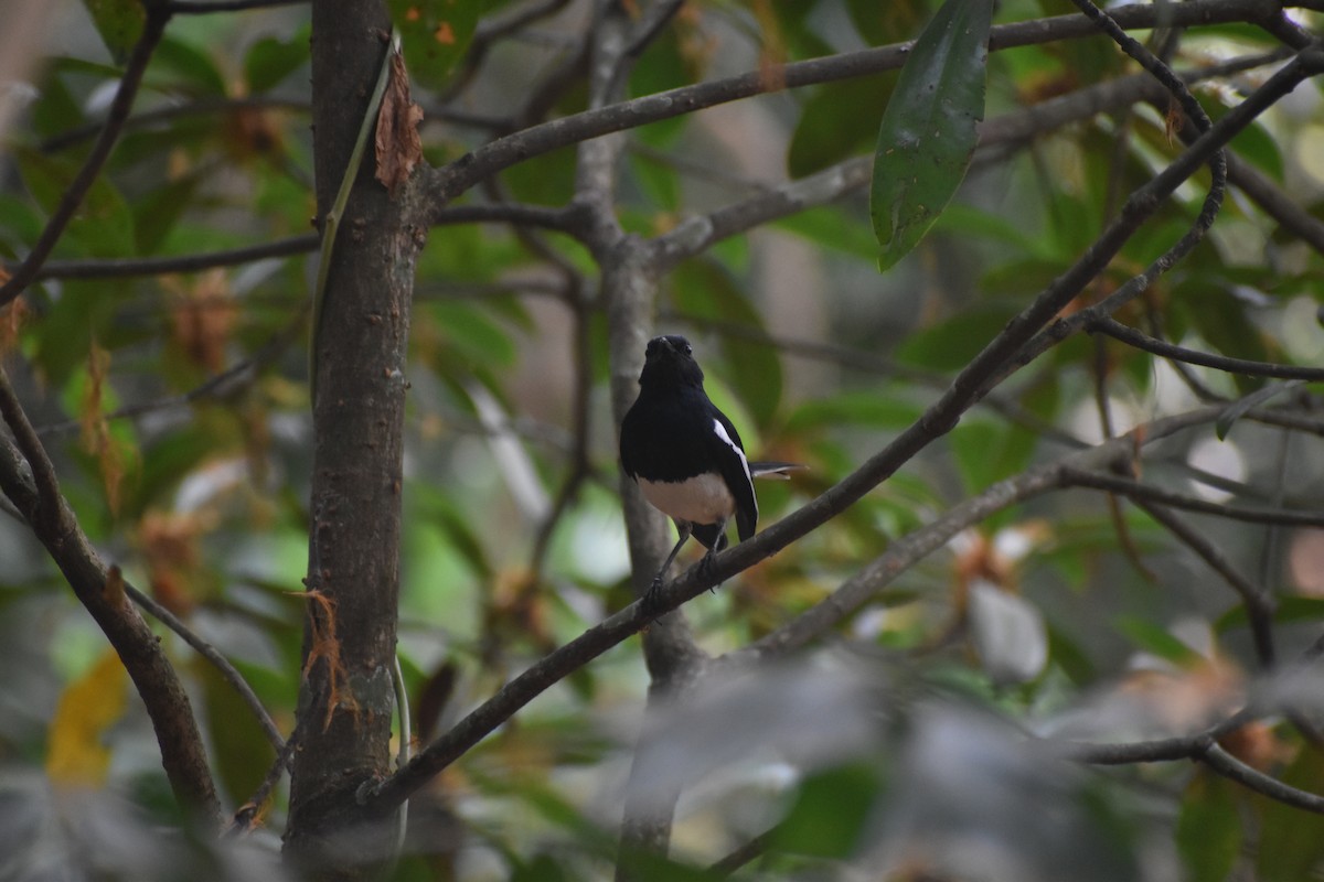 까치울새 - ML652510300