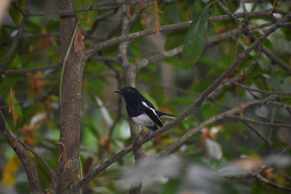 까치울새 - ML652510301