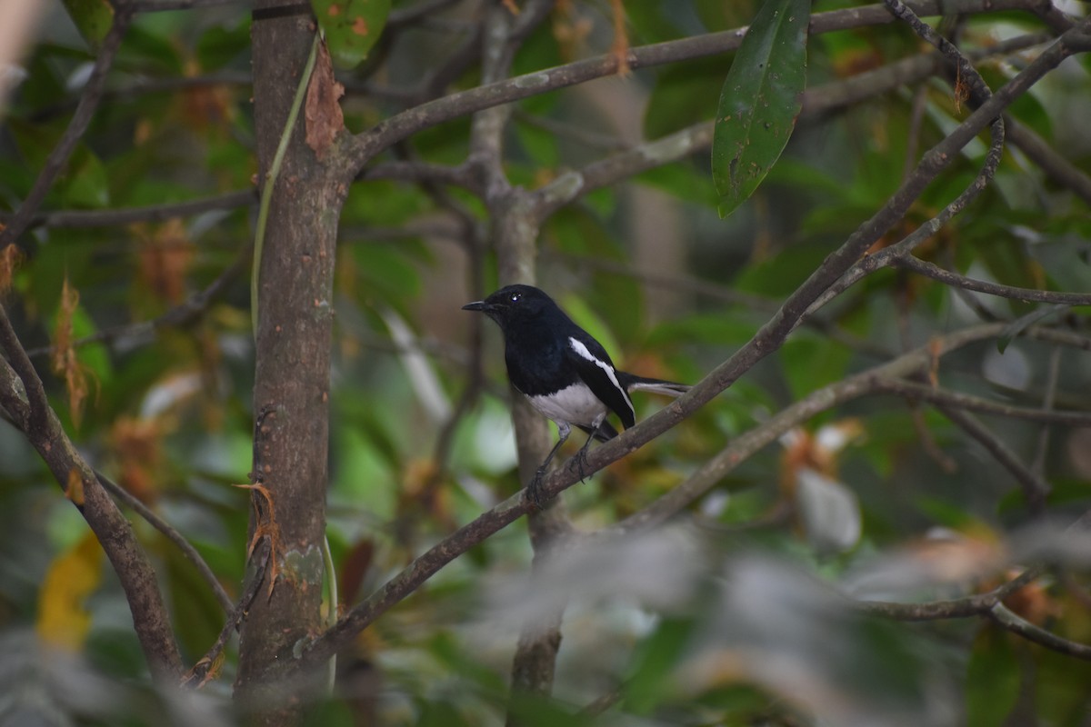 까치울새 - ML652510302