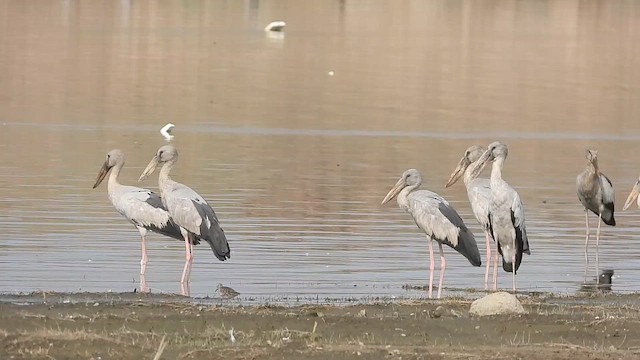 Asian Openbill - ML652510304