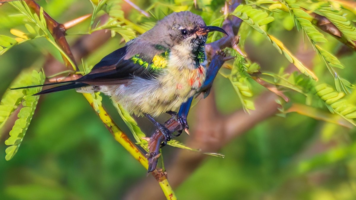 Beautiful Sunbird - ML652510319