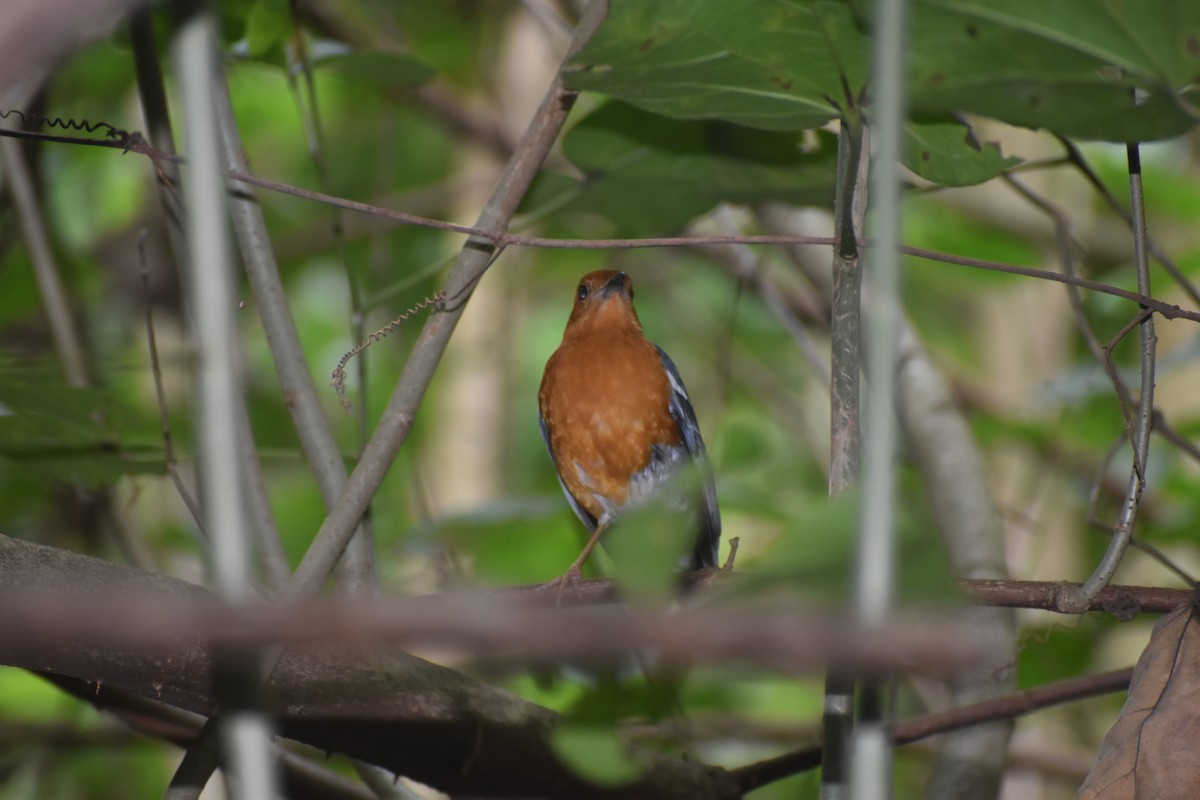 Orange-headed Thrush (Orange-headed) - ML652510357