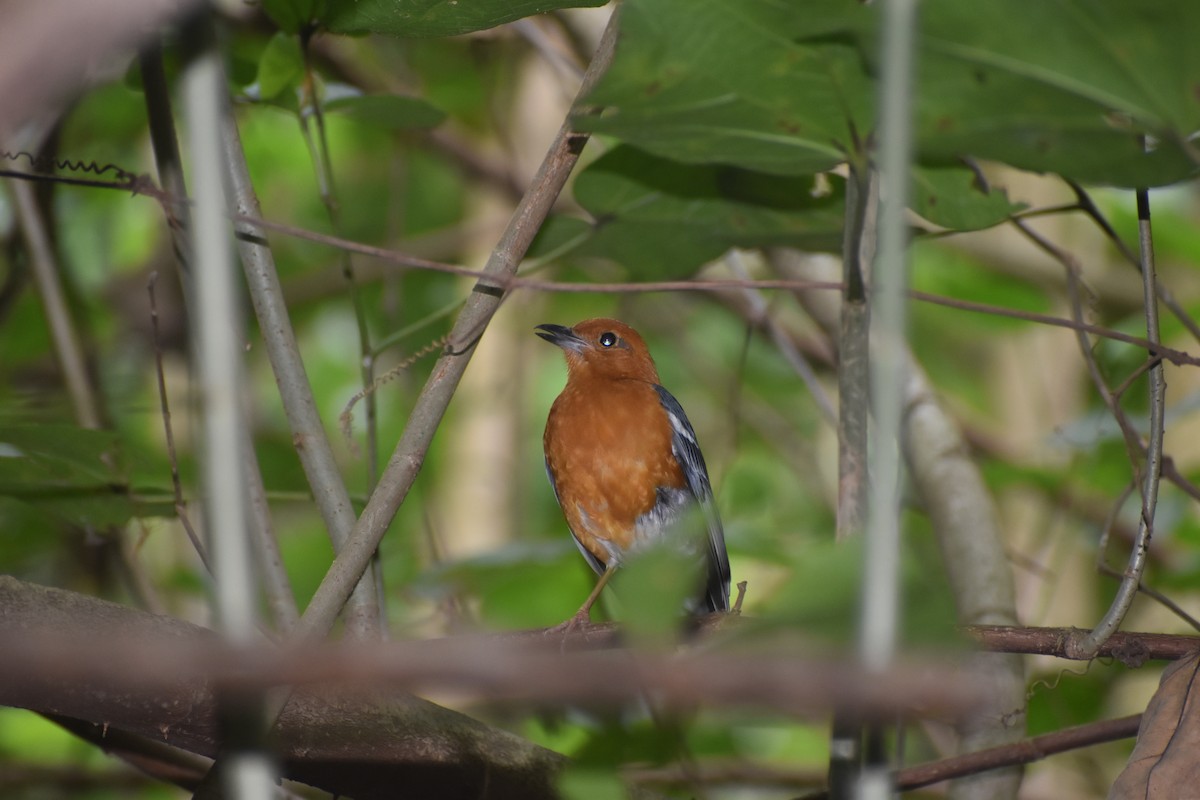 Orange-headed Thrush (Orange-headed) - ML652510358
