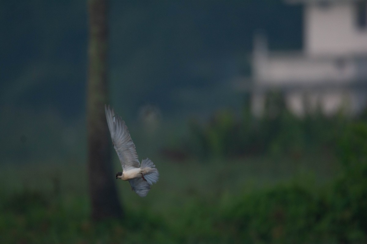 구레나룻제비갈매기 - ML652510372