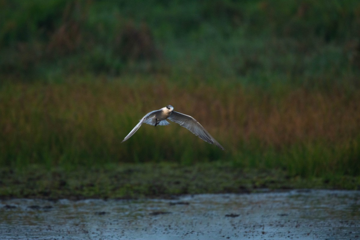 구레나룻제비갈매기 - ML652510373