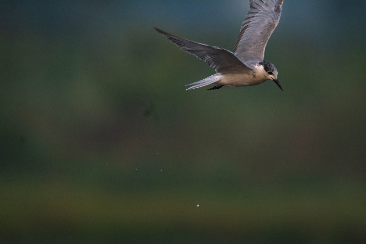 구레나룻제비갈매기 - ML652510374
