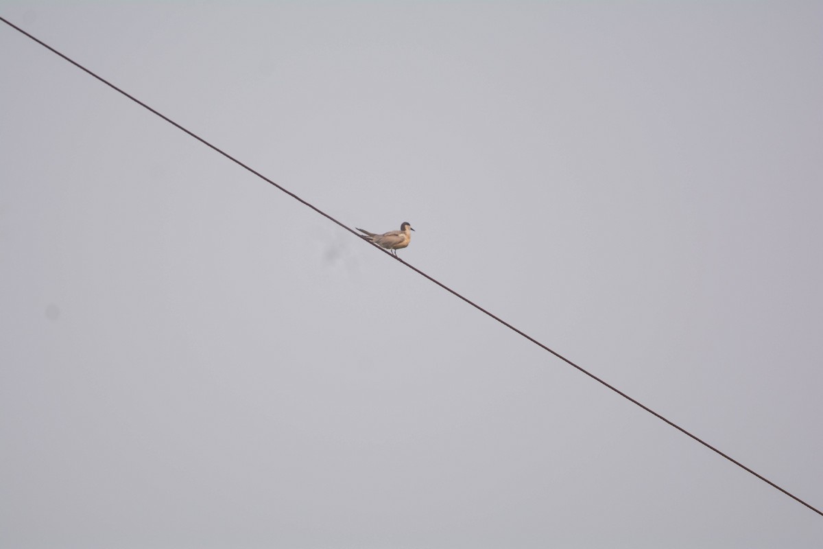 구레나룻제비갈매기 - ML652510380