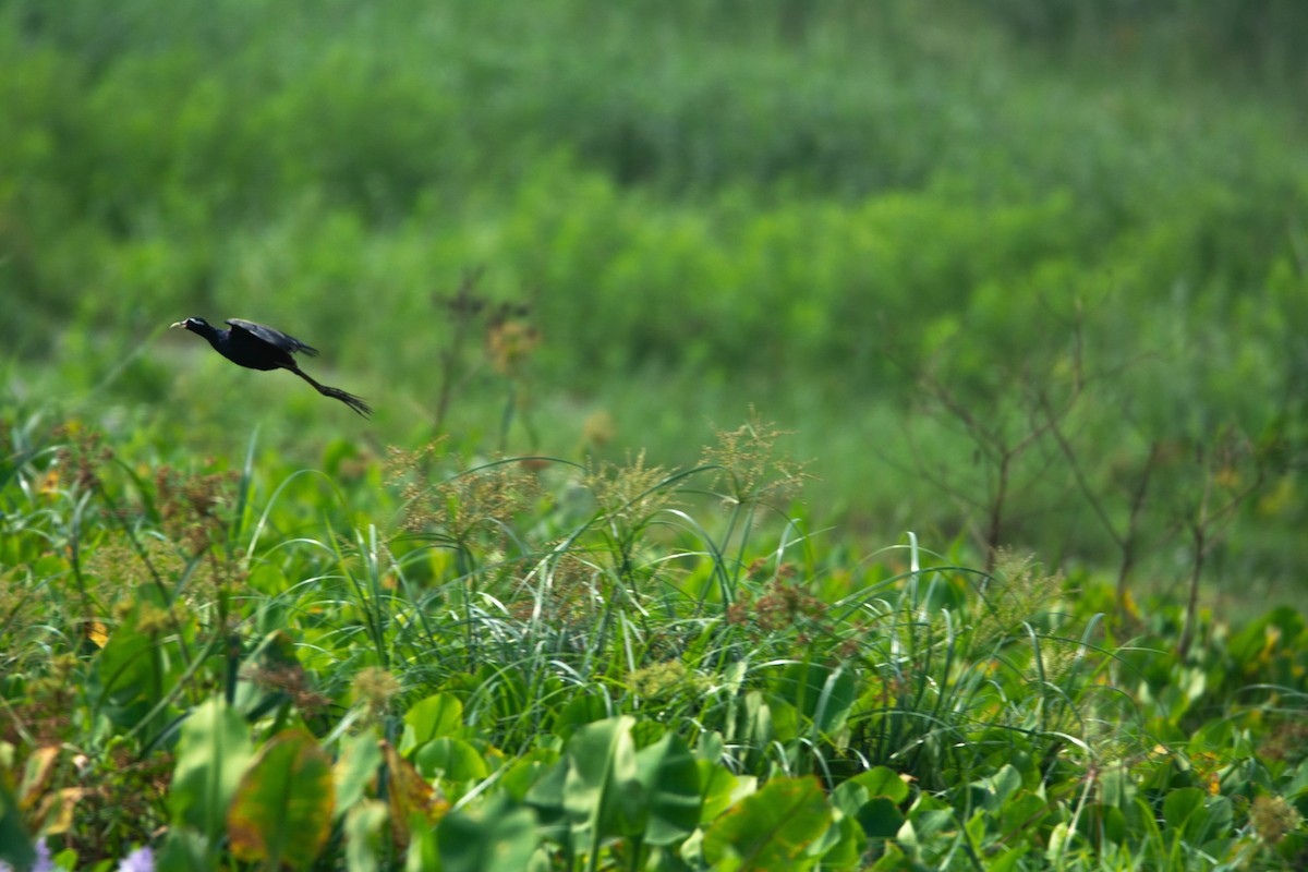 Bronze-winged Jacana - ML652510436