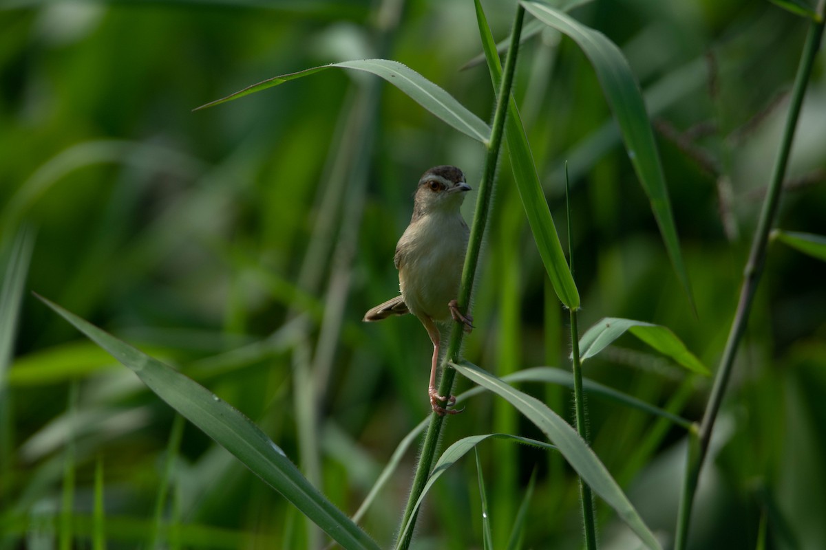 Plain Prinia - ML652510443