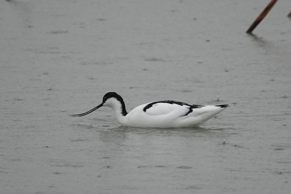 Abozeta kaskabeltza - ML652510580