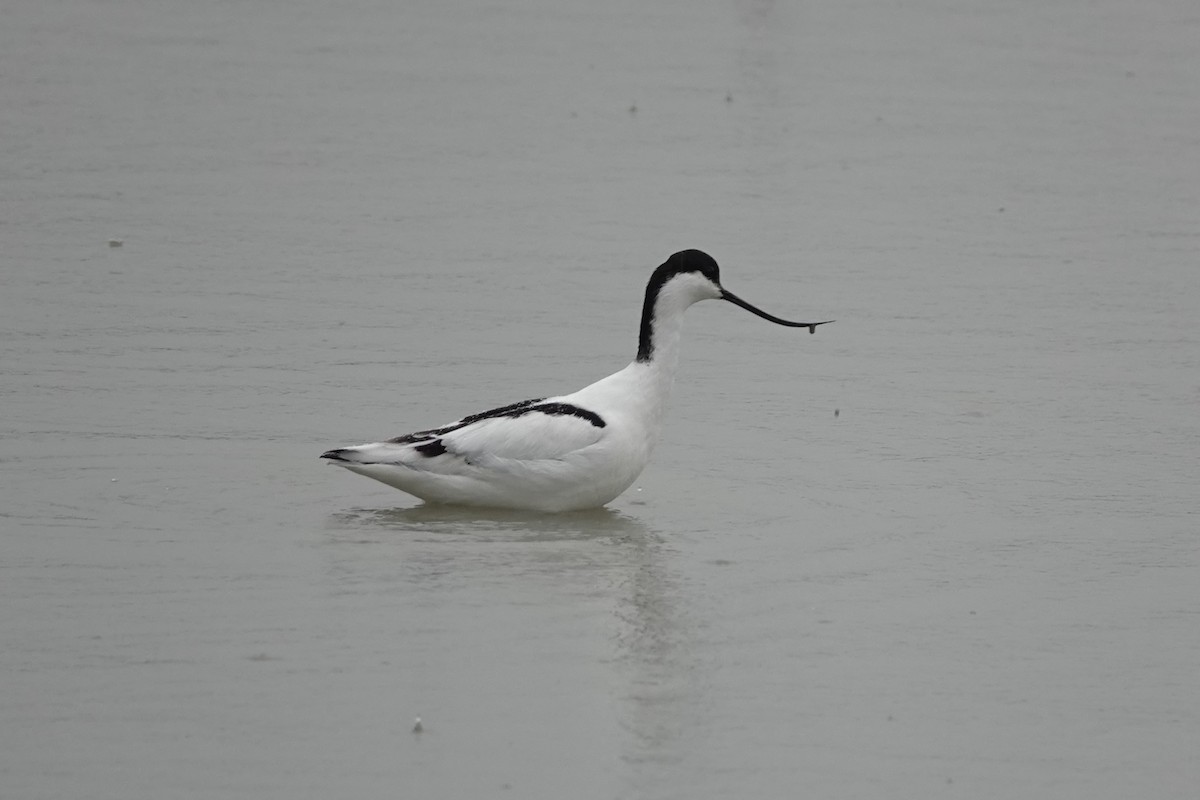 Abozeta kaskabeltza - ML652510585