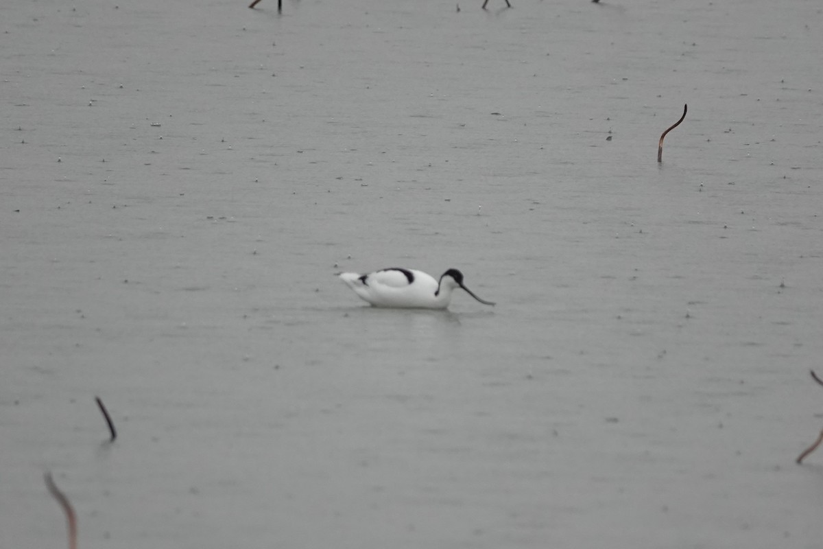 Abozeta kaskabeltza - ML652510592