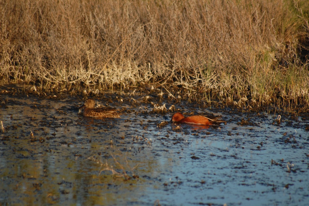 Cinnamon Teal - ML652510647