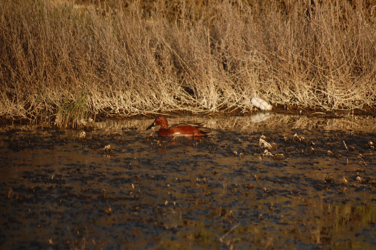Cinnamon Teal - ML652510648