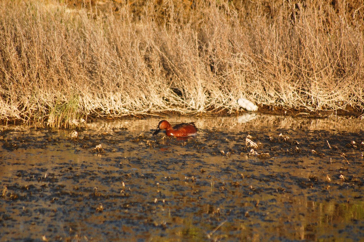 Cinnamon Teal - ML652510649
