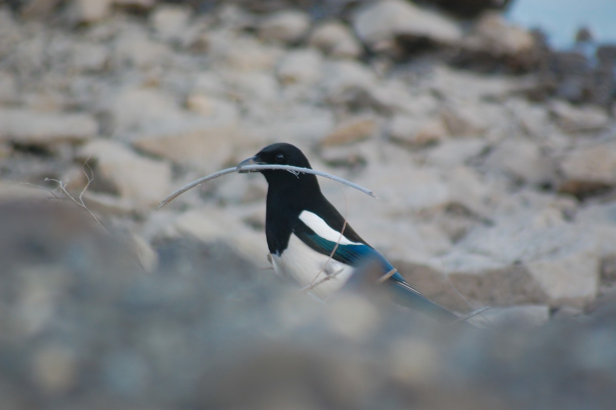 Black-billed Magpie - ML652510692