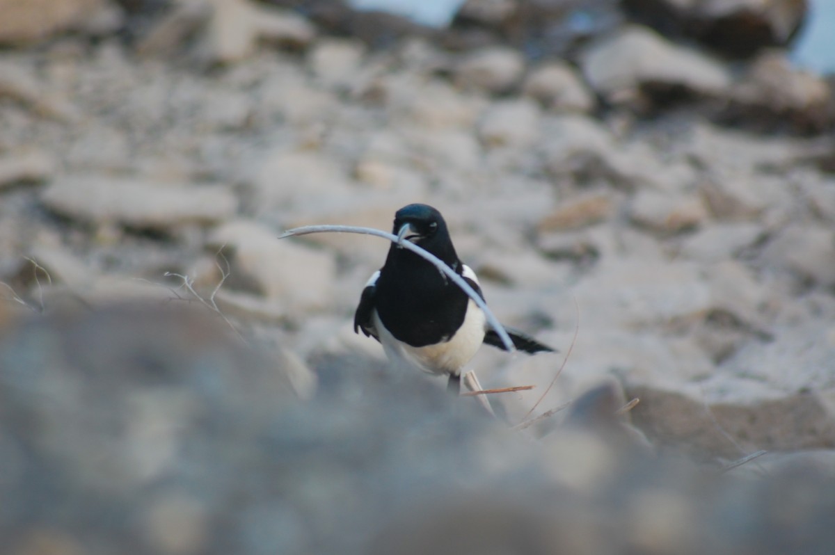 Black-billed Magpie - ML652510693
