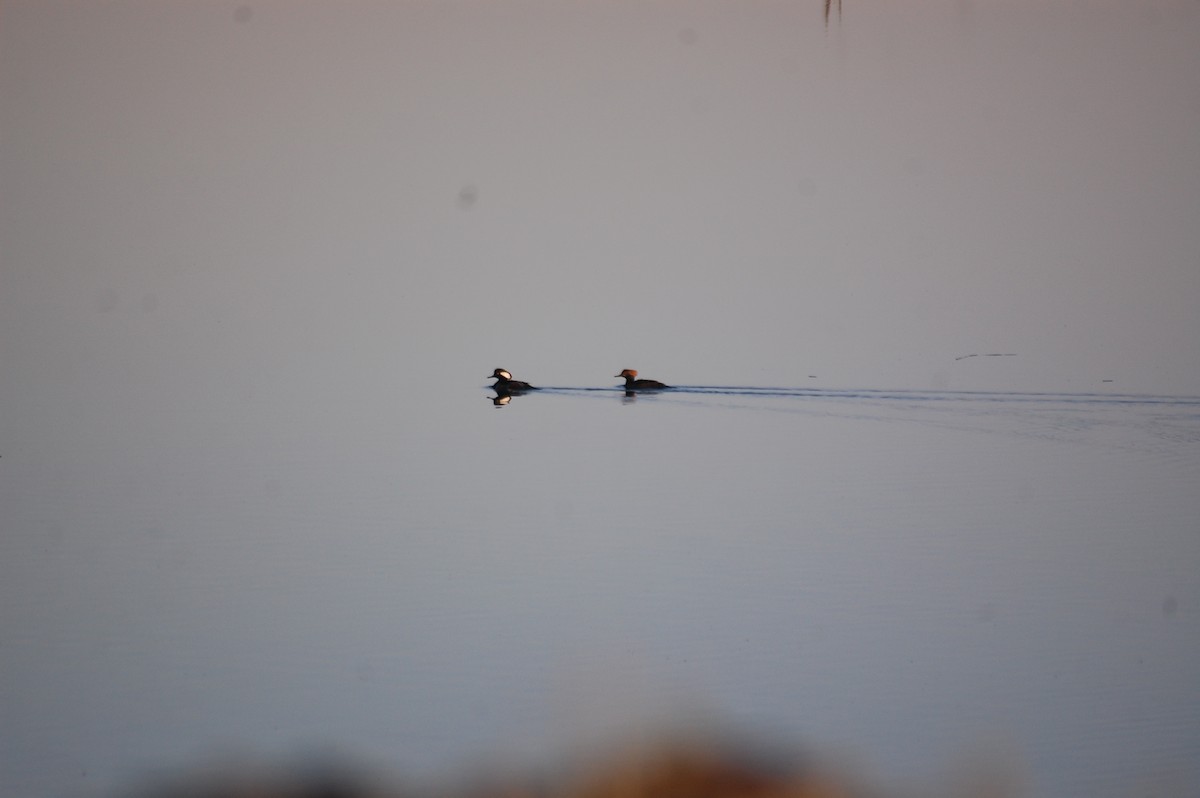 Hooded Merganser - ML652510710