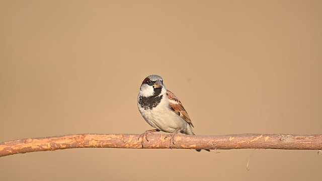 Горобець хатній - ML652510980