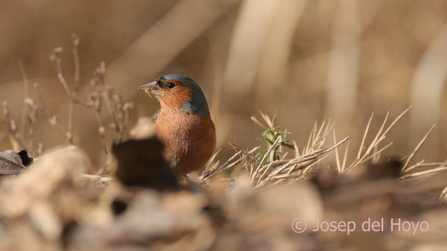 Common Chaffinch - ML652511355