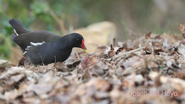 紅冠水雞 - ML652511968