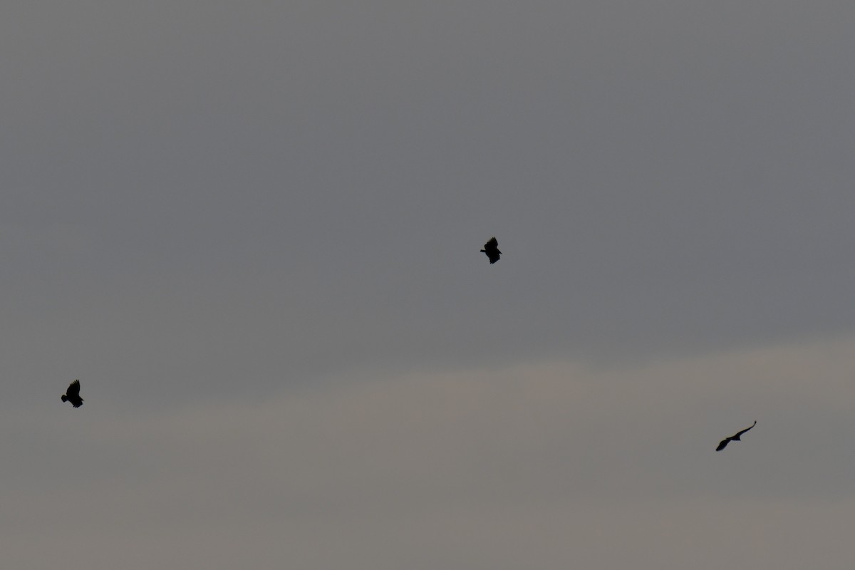 kondor havranovitý - ML652512062