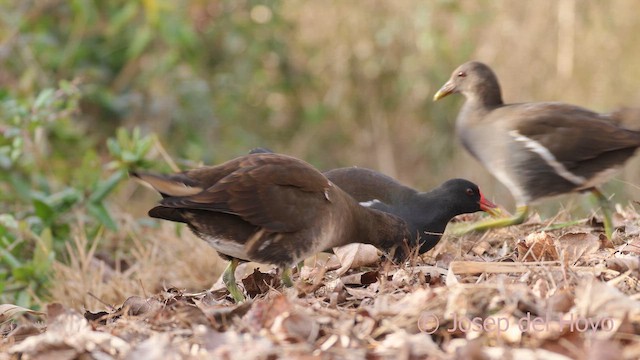 紅冠水雞 - ML652512138
