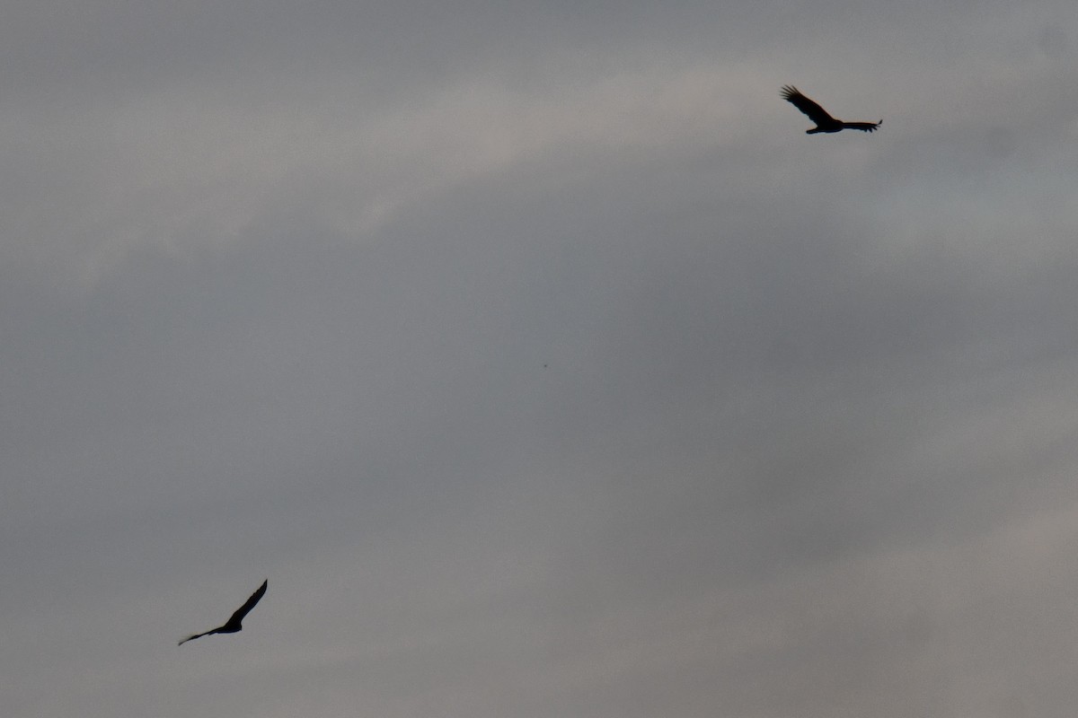 kondor krocanovitý - ML652512160